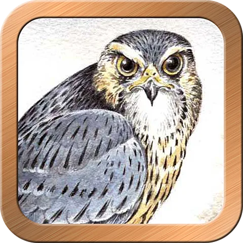 Druid Oracle Cards