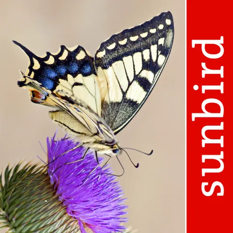 Butterfly Id - British Isles