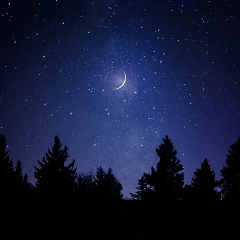 Starry night forest theme