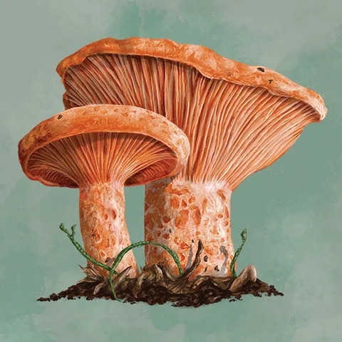 Mycelia: The Board Game